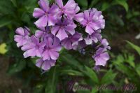 Флокс 'Синий взгляд' / Phlox 'Sinij vzgljad'