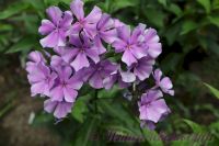 Флокс 'Синий взгляд' / Phlox 'Sinij vzgljad'