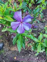 Флокс 'Синий взгляд' / Phlox 'Sinij vzgljad'