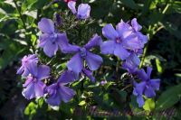 Флокс 'Синий взгляд' / Phlox 'Sinij vzgljad'