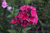 Флокс 'Таврия' / Phlox 'Tavrija'