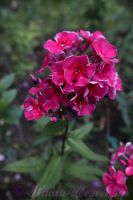 Флокс 'Таврия' / Phlox 'Tavrija'