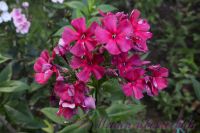 Флокс 'Таврия' / Phlox 'Tavrija'