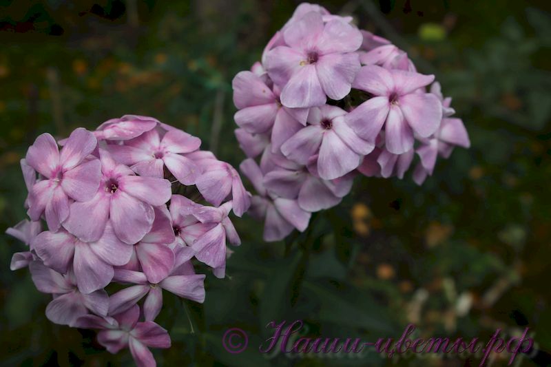 Флокс 'Фантастика' / Phlox Fantastika'
