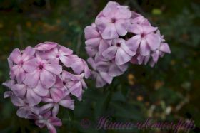 Флокс 'Фантастика' / Phlox Fantastika'