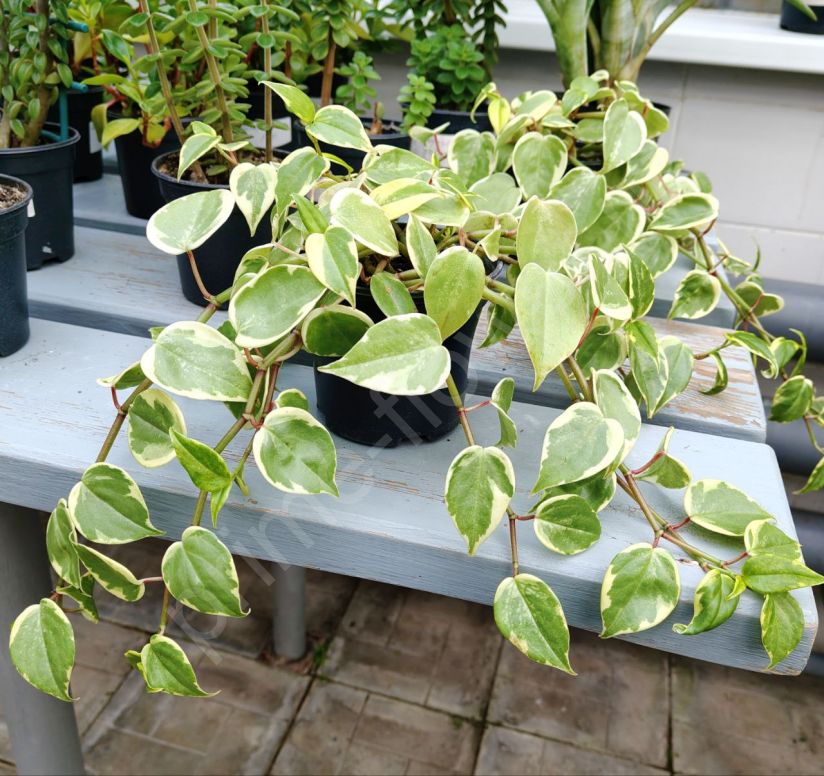 Пеперомия  сканденс вариегата