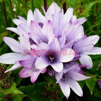 Колокольчик Caroline