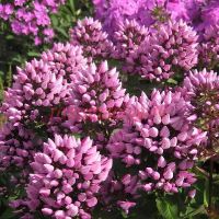 Флокс Butonik (метельчатый)