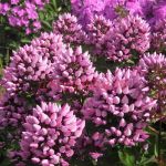 Флокс Butonik (метельчатый)