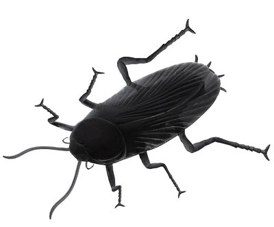 Таракан гигант 29см