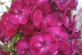 Флокс 'Вечерний Донецк' /  Phlox 'Vechernij Doneck'