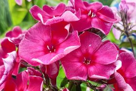 Флокс 'Таврия' / Phlox 'Tavrija'