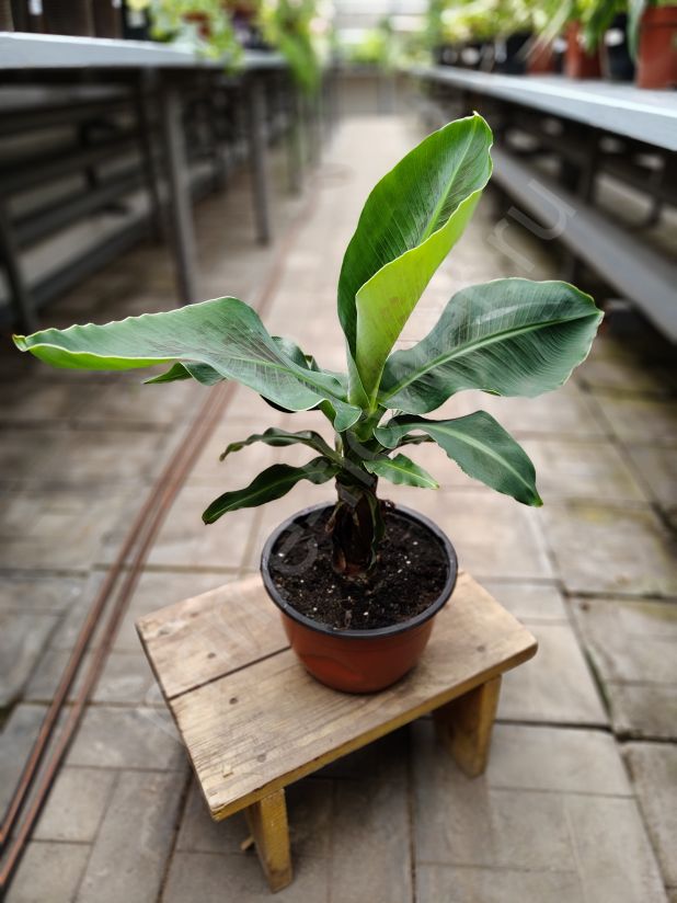 Банан Кавендиш (карликовый)