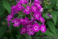 Флокс 'Лавандия' /  Phlox 'Lavandia'