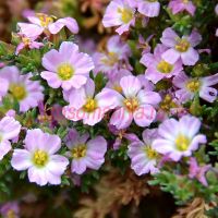 Франкения (Frankenia laevis)