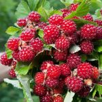 Ежемалина Red Diamond