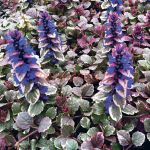 Живучка ползучая Burgundy Glow