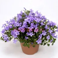 Колокольчик Портеншлага Blue Magic