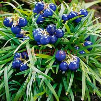 Офиопогон Minor