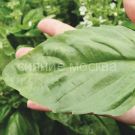 Bazilik-Russkij-razmer-Russkij-Ogorod