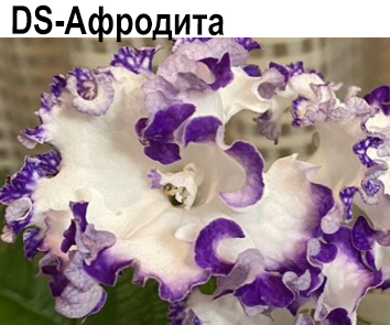 DS-Афродита (Диметрис)  НОВИНКА КАТАЛОГА!