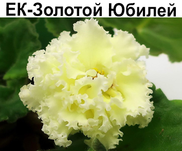 ЕК-Золотой Юбилей   НОВИНКА!