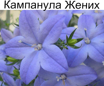 Кампанула Жених