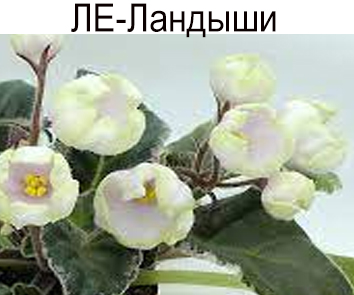 ЛЕ-Ландыши (Лебецкая) НОВИНКА