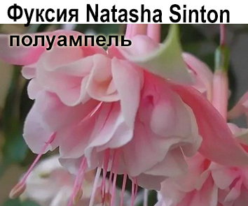 Фуксия Natasha Sinton полуамп  НОВИНКА КАТАЛОГА!