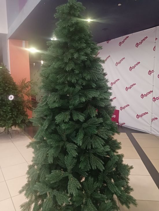 Кедр Сибирский литой