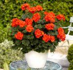 Пеларгония зональная Оранж Севанж