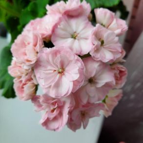 Пеларгония зональная Ю-Менуэт