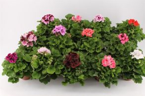 Пеларгония королевская МИКС без названия - 1шт