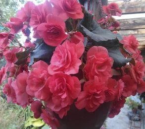 Бегония Соления Роус