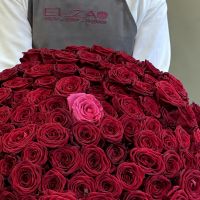 101 роза красные и розовя (60см)