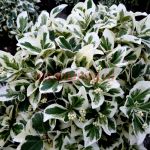 Бересклет Форчуна Эмералд Гайети