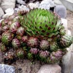 Семпервиум Reinhard