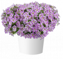 Петуния гибридная CASCADIAS Lilac Frost