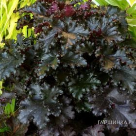 Гейхера Блэк Таффета  Black Taffeta в Р9