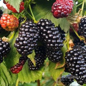 Ежевика Натчез