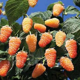 Малина Оранжевое Чудо