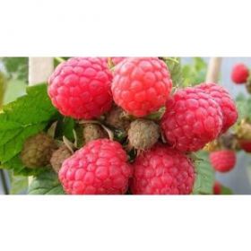 Малина Глен Долл