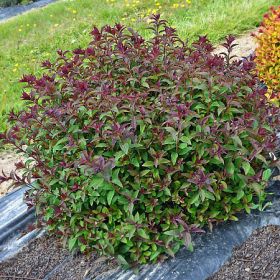 Спирея Мерло Грин (Merlo Green)