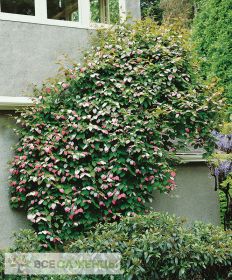 Актинидия коломикта Адам (муж.)