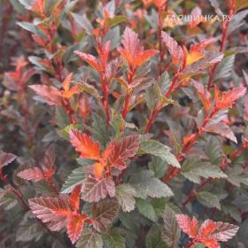 Пузыреплодник Мэджикал Свит Черри Ти (Magical Sweet Cherry Tea)