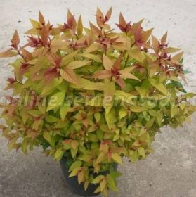 Спирея японская Хуберт Голд (Hubert Gold)