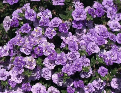 Калибрахоа Мини Фэймос Дабл Лупи Лавенде