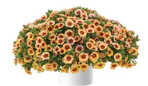 Калибрахоа EYECONIC COM. SUNSET