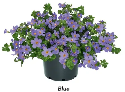 Бакопа MEGACOPA Blue