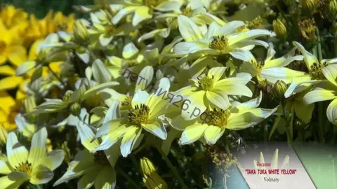 Биденс Taka Tuka White Yellow